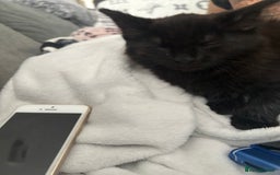 British Longhair cats for sale: Male long haired  - Image 2