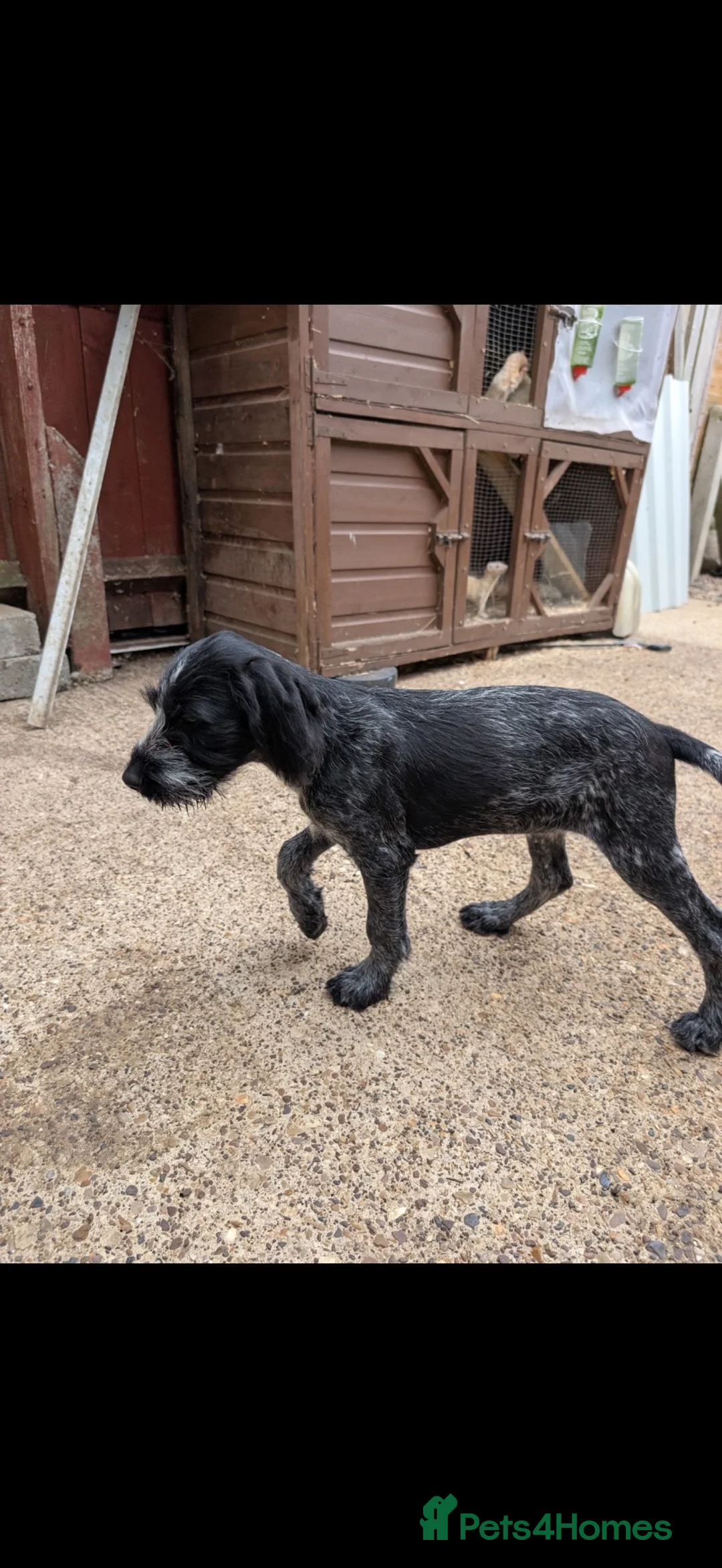Mixed Breed dogs for sale: Female German pointer  - Advert 4