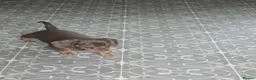Dachshund dogs for sale: Dachshund  in Brierley Hill - Advert 5