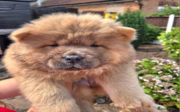 Chow Chow dogs for sale: Chow chow puppies  - Image 28