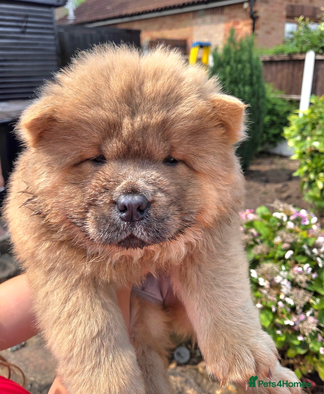 Chow Chow dogs for sale: Chow chow puppies  - Image 28