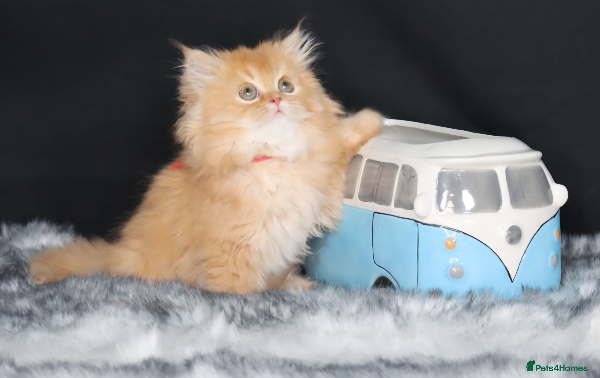 British Longhair cats Register Golden British Longhair/Shorthaired  - Advert 5