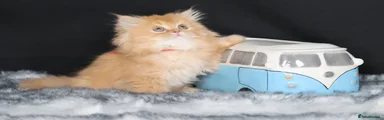 British Longhair Kitten 1