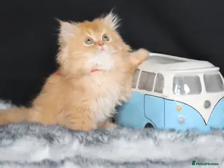 British Longhair cats Register Golden British Longhair/Shorthaired - Advert 5