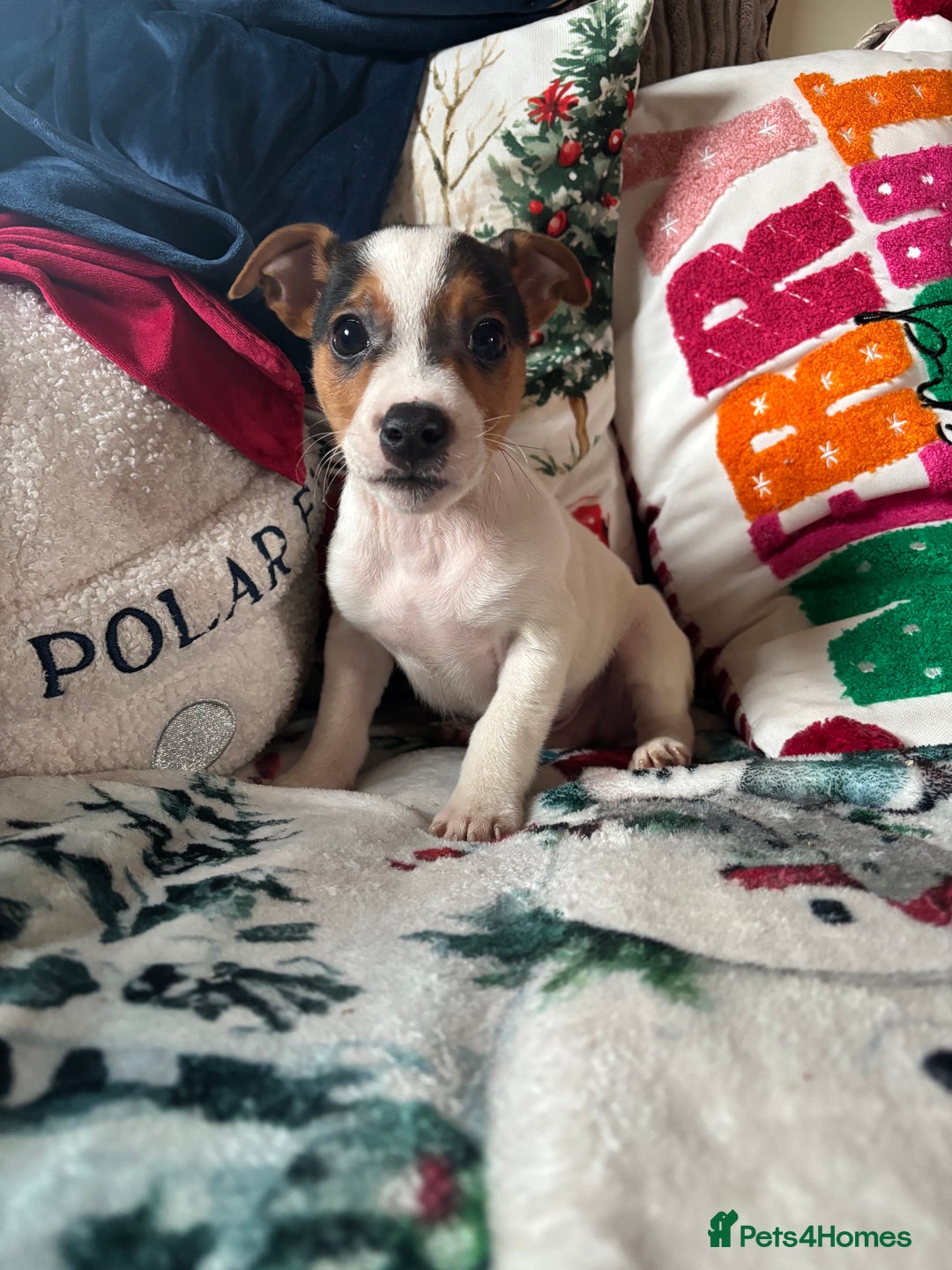 Parson Russell dogs for sale: Gorgeous Parson x Jack Russell’s  - Advert 1