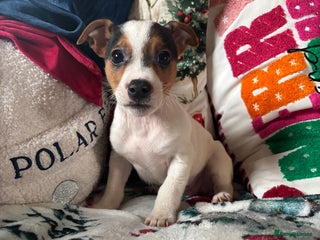 Parson Russell dogs Gorgeous Parson x Jack Russell’s - Advert 8