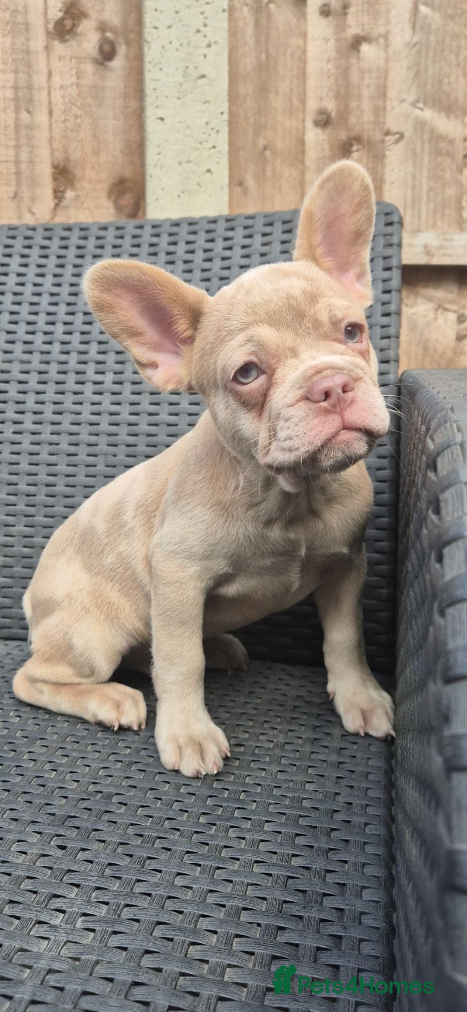 French Bulldog dogs PRICE DROP - Health Tested & Ready To Leave  - Advert 1