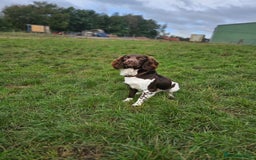 English Springer Spaniel dogs for sale: Stunning traditional springer - Image 4