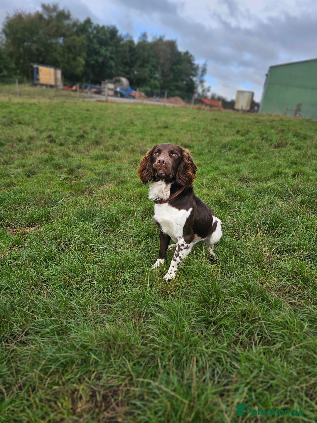 English Springer Spaniel dogs for sale: Stunning traditional springer - Image 4