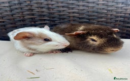 Guinea Pig rodents for sale: Male baby guinea pigs - Image 4