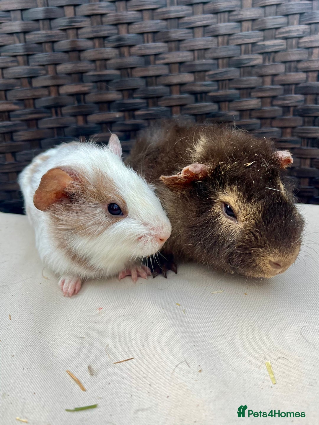 Guinea Pig rodents for sale: Male baby guinea pigs - Image 4
