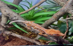 Gecko reptiles for sale: High expression Lily white Crested Gecko - Image 6