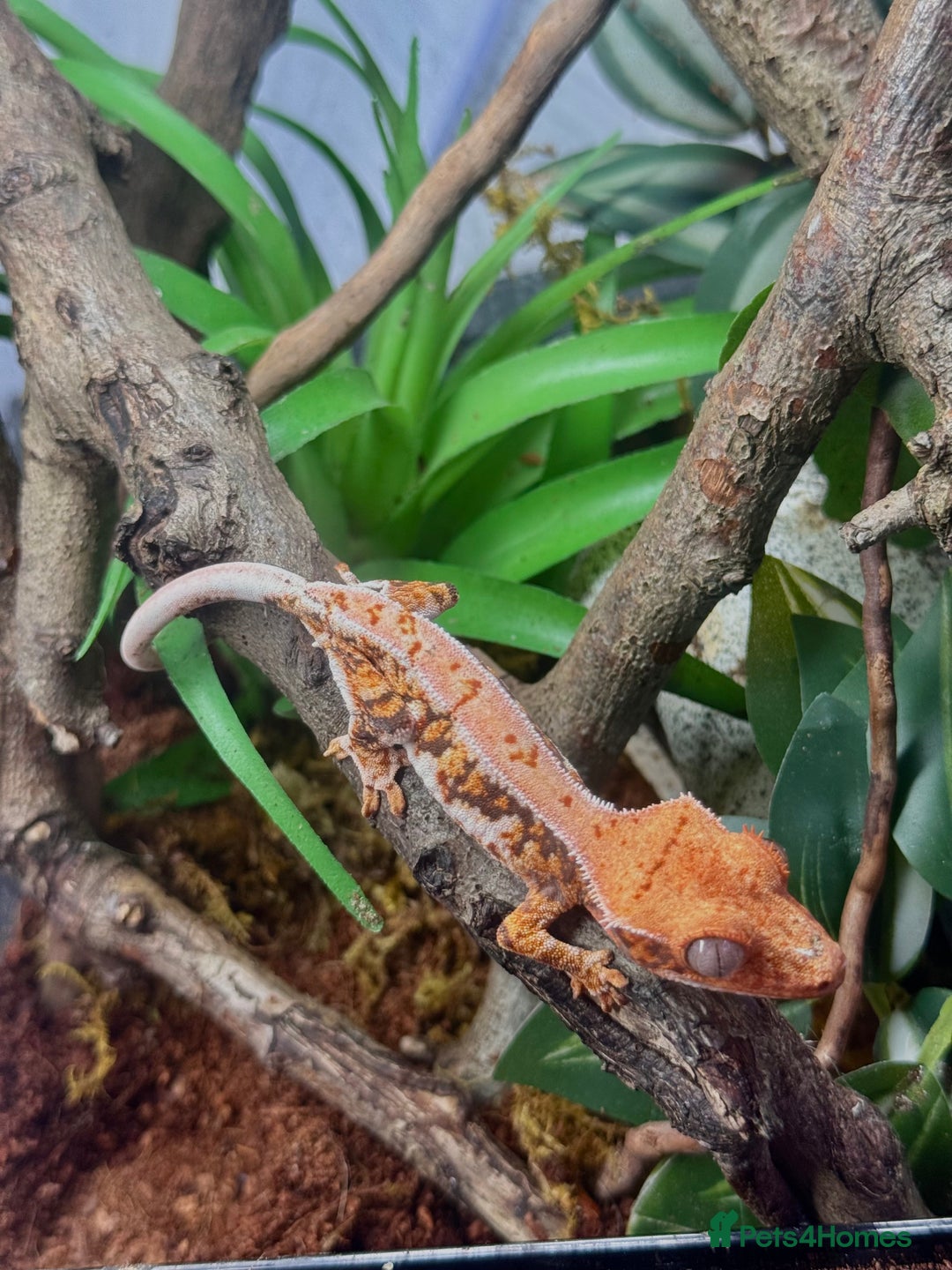 Gecko reptiles for sale: High expression Lily white Crested Gecko - Image 6