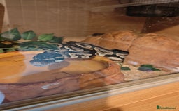 Python Snake reptiles for sale: Royal Pythan with setup - Image 5