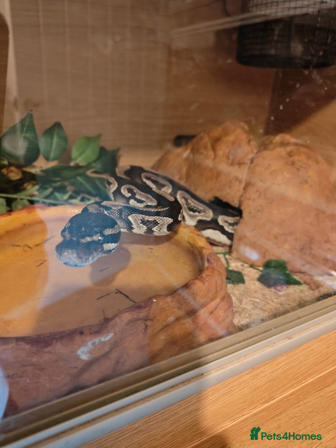 Python Snake reptiles for sale: Royal Pythan with setup - Image 5