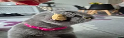 British Shorthair cats for sale: British shorthair kittens  - Advert 9