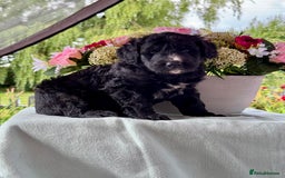 Bernedoodle dogs for sale: 1 boy left gorgeous f1 medium bernedoodle puppies  in Market Drayton - Image 5