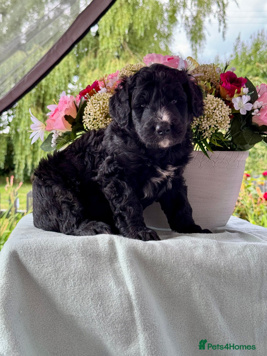 Bernedoodle dogs for sale: 1 boy left gorgeous f1 medium bernedoodle puppies  in Market Drayton - Image 5