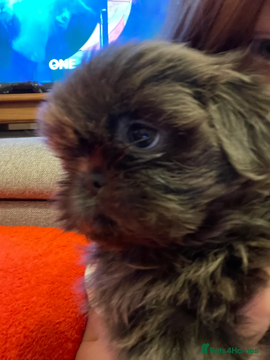 Shih Tzu dogs for sale:  imperial shihtzu dobie carriers karishishi only 2 - Advert 13