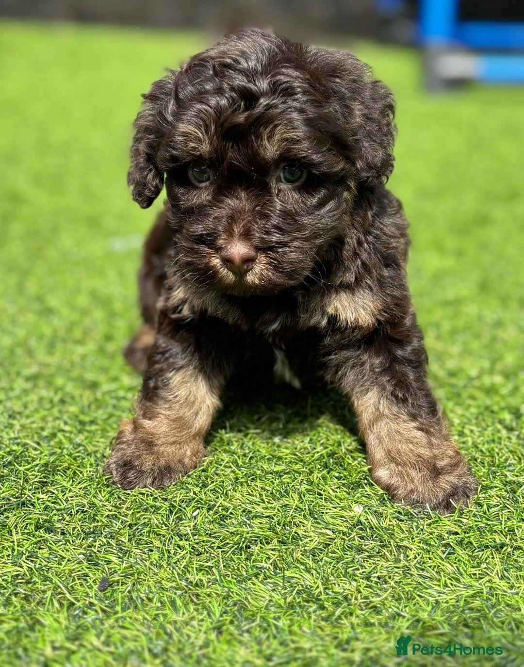 Cockapoo dogs for sale: Beautiful cockerpoos - Advert 20