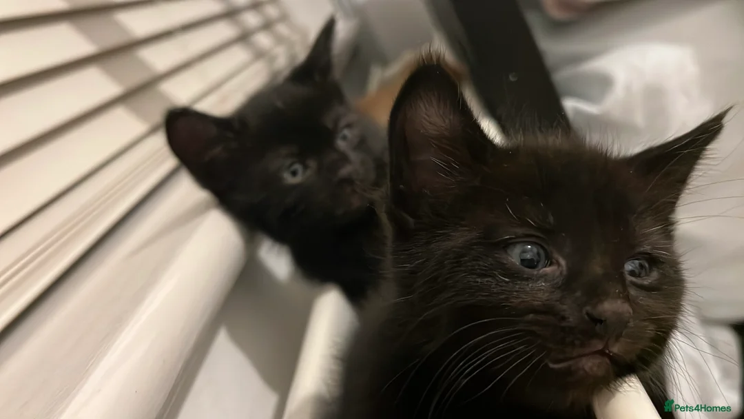 Domestic Shorthair cats for sale: Adorable Female Kittens Looking for a Loving home - Advert 7