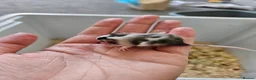 Mouse rodents for sale: Baby female fancy mice  - Advert 12