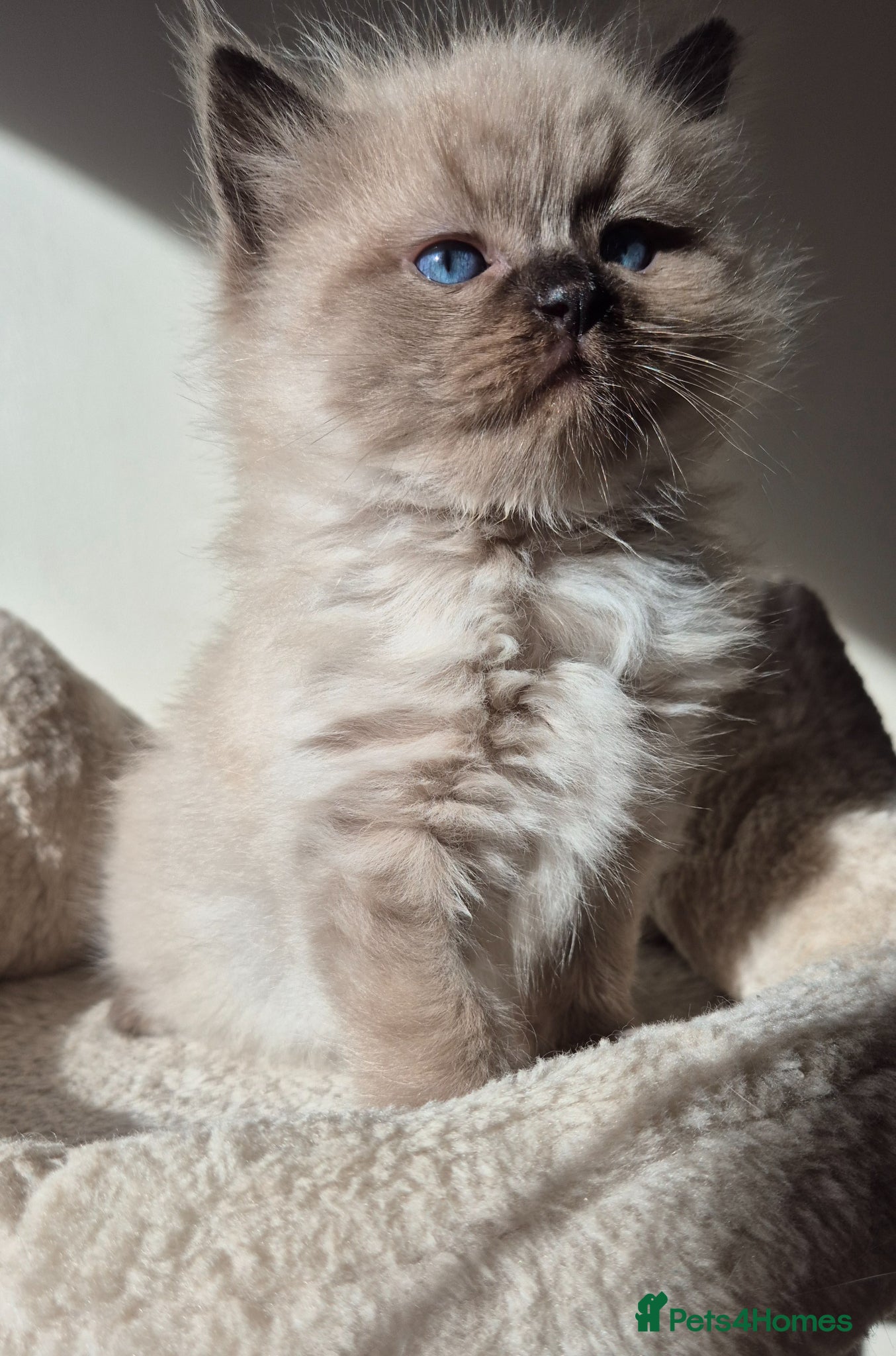 Ragdoll cats Our beautiful boys 🥹🐾🫶 - Advert 8