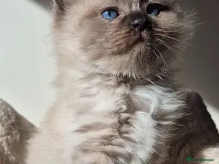 Ragdoll cats Our beautiful boys 🥹🐾🫶 - Advert 8