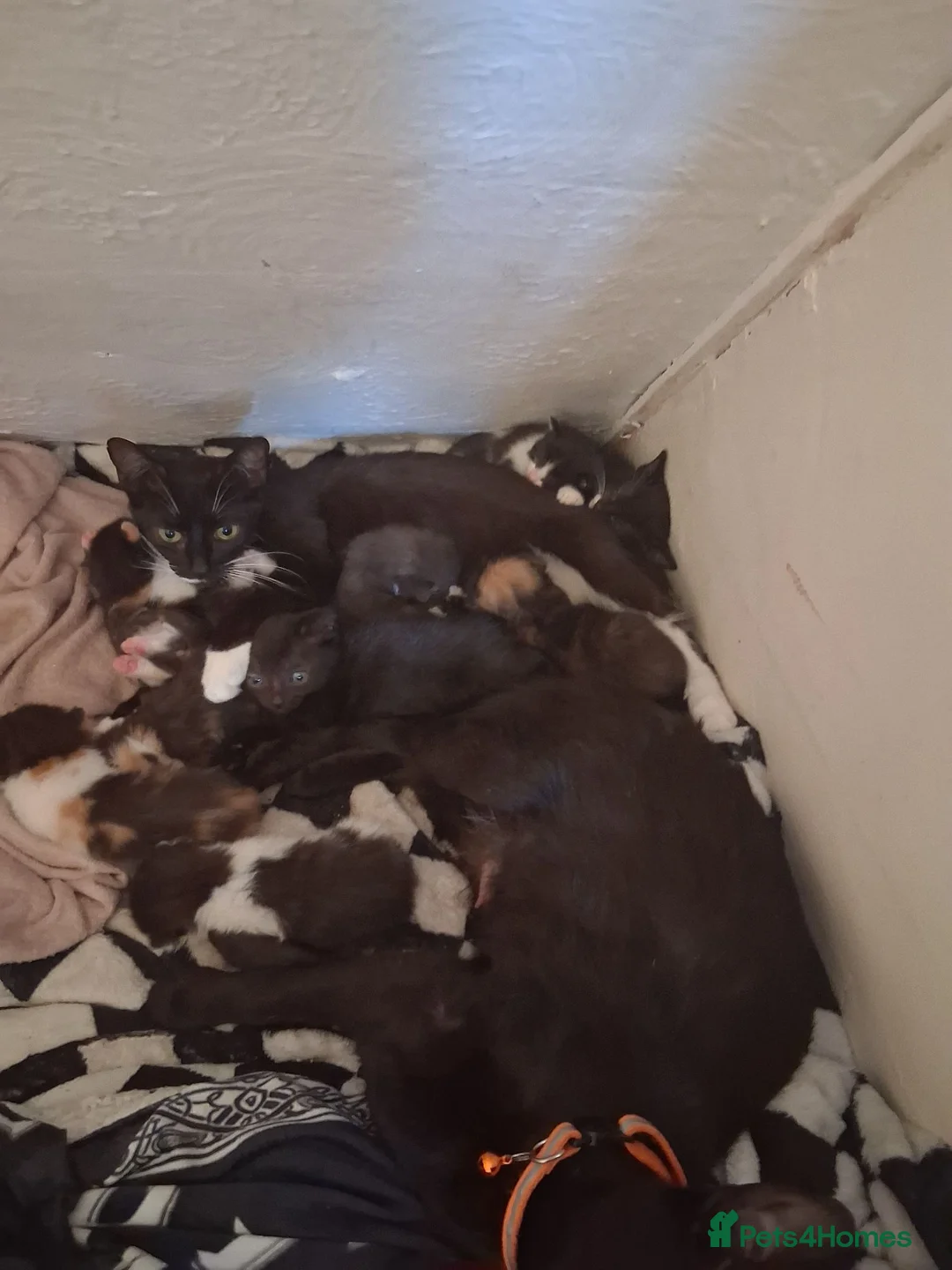 Mixed Breed cats for sale: Kittens for good home  in Neath - Advert 2