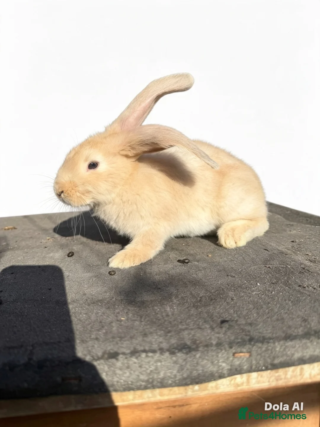 Continental Giant rabbits for sale: Giant ready to go now 12 weeks old  - Advert 6