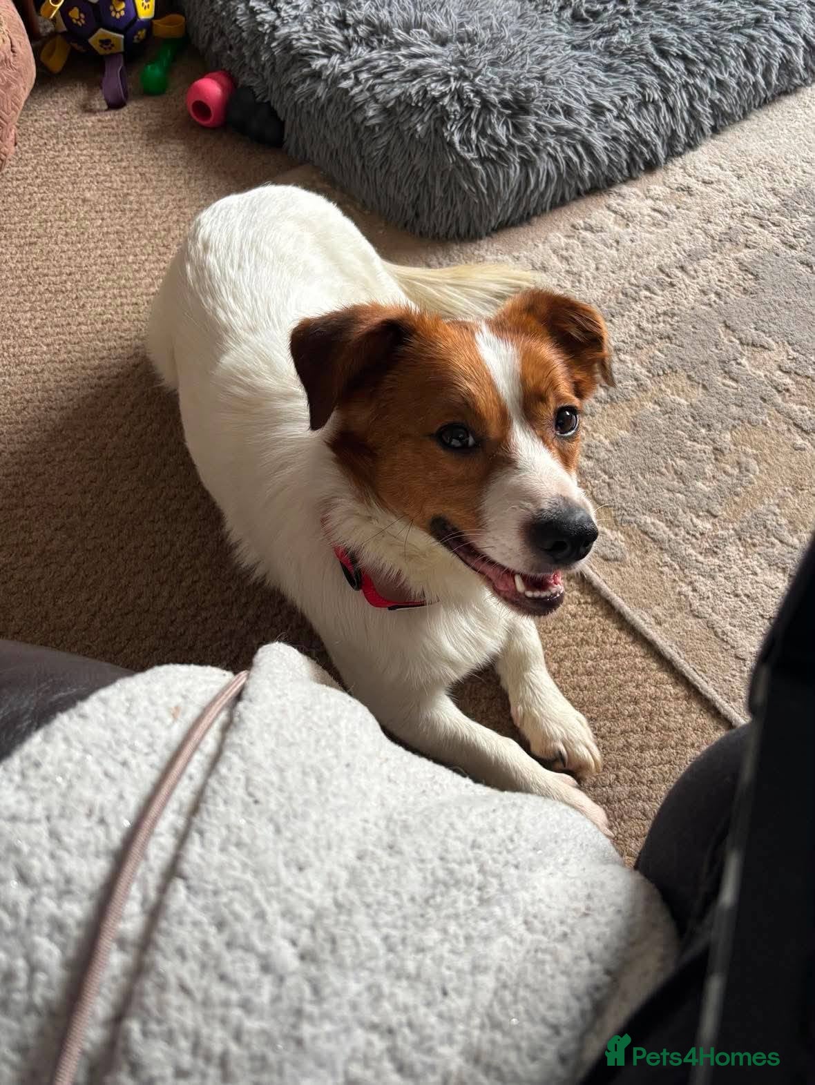 Mixed Breed dogs for adoption: Gregory for adoption in Leigh-on-Sea - Advert 12