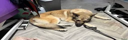German Shepherd dogs for sale: Gold sable KC German Shepherd male - Advert 4