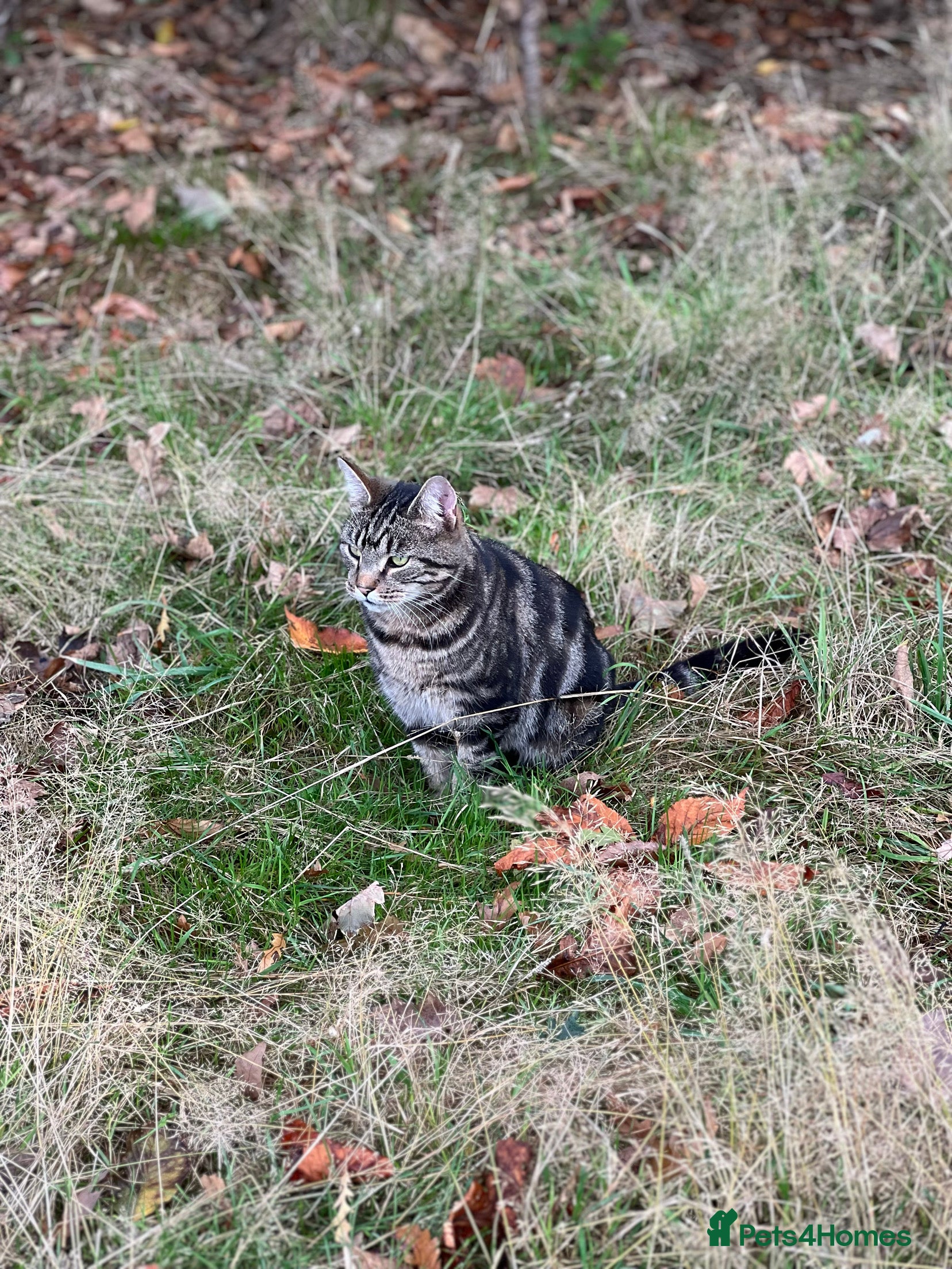 Bengal cats Bengal cross and mixed breed cats for sale  - Advert 1