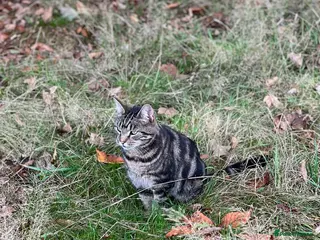 Bengal cats Bengal cross and mixed breed cats for sale - Advert 1