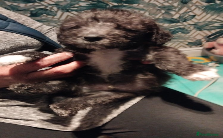 Bedlington Terrier dogs Bedlington terrier  - Advert 3