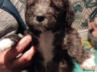 Bedlington Terrier dogs Bedlington terrier - Advert 3