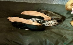 Cocker Spaniel dogs for sale: 2 beautiful cocker spaniels out of a litter of 7 - Image 34
