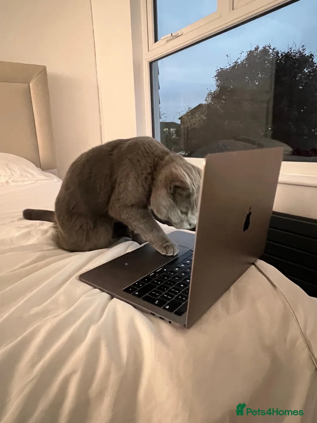 British Shorthair cats for sale: Beautiful loving BSH - Advert 2