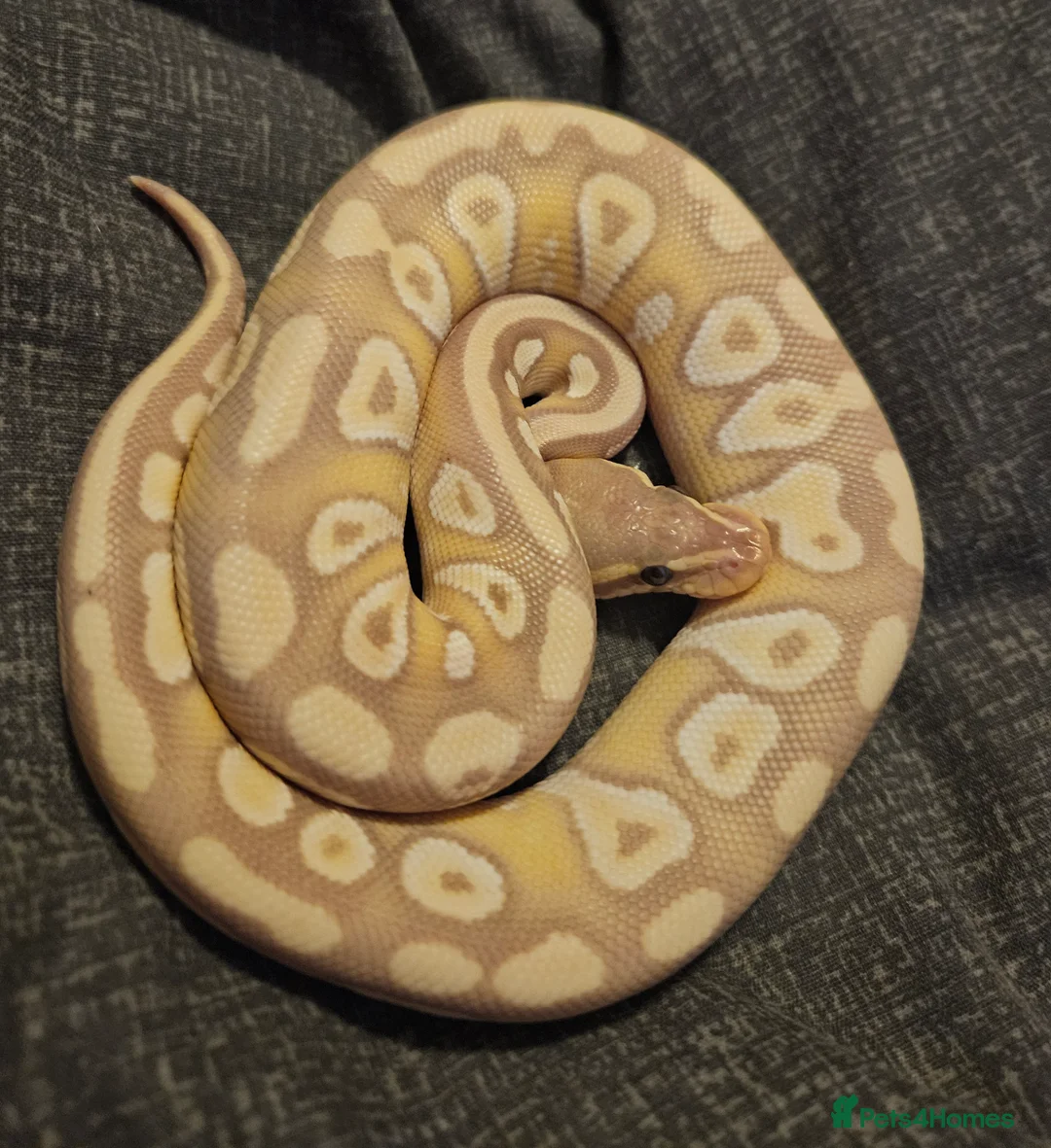 Python Snake reptiles for sale: CB25 Royal python hatchlings - Advert 2