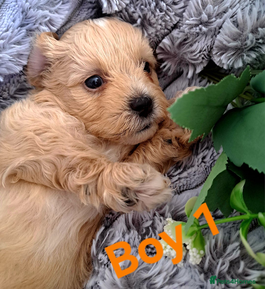 Shihpoo dogs for sale: Shihpoo Shih Tzu x Poodle (Shoodle) Puppies - Image 6