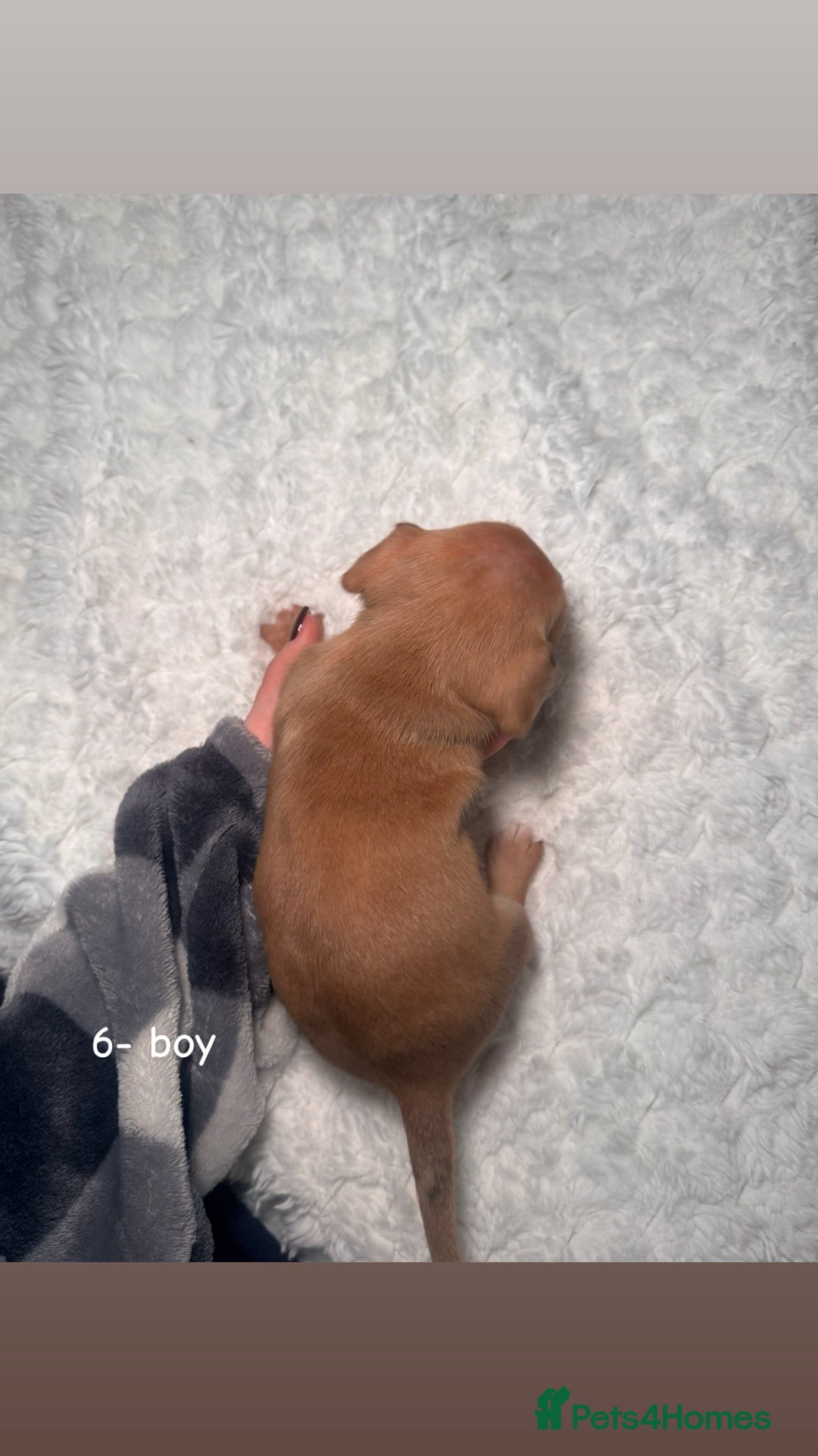 Chiweenie dogs for sale: chiweenie (dachshund x chihuahua) puppies - Image 19