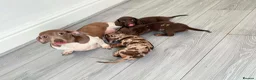 Dachshund dogs for sale: Dachshund  in Nelson - Advert 10