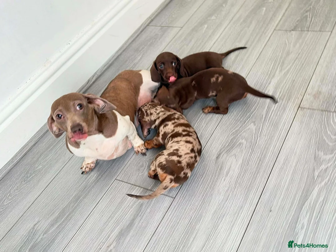 Dachshund dogs for sale: Dachshund  in Nelson - Advert 10