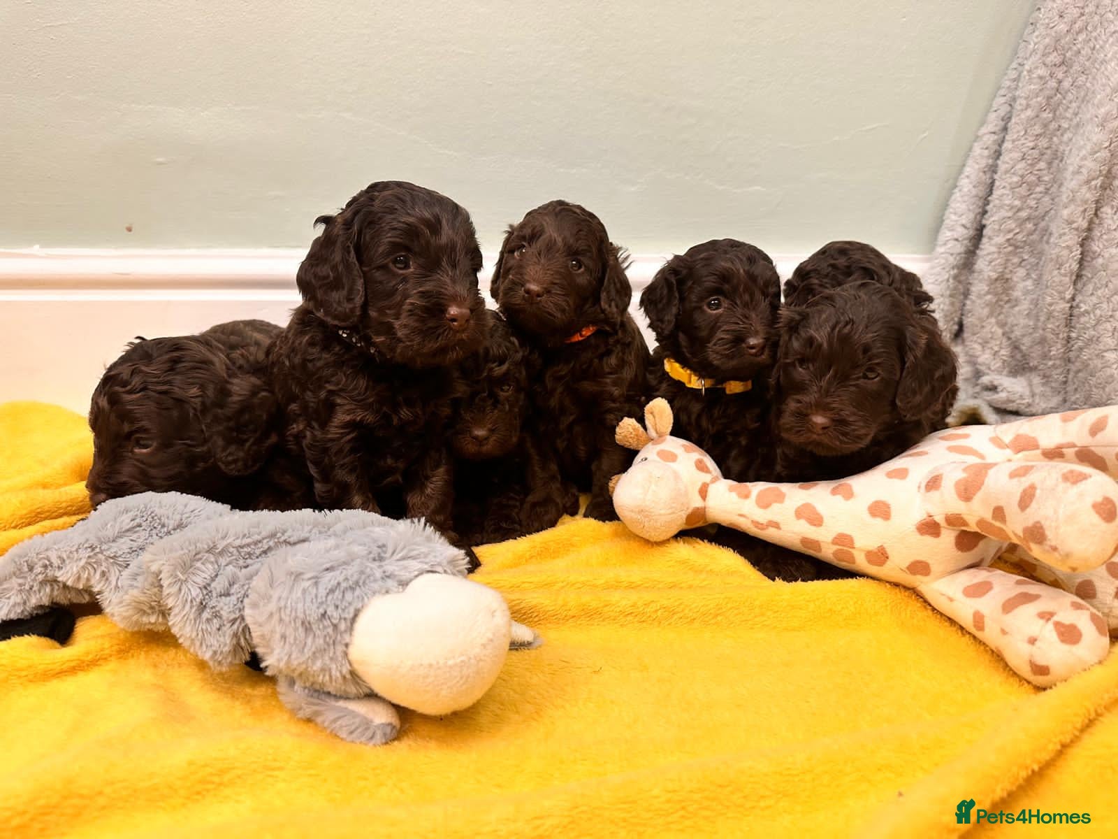 Cockapoo dogs Cockapoo F1b  Puppies - Advert 1