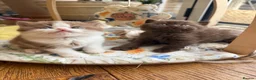 British Shorthair cats for sale: Stunning line BSH and BLH sisters  - Advert 11