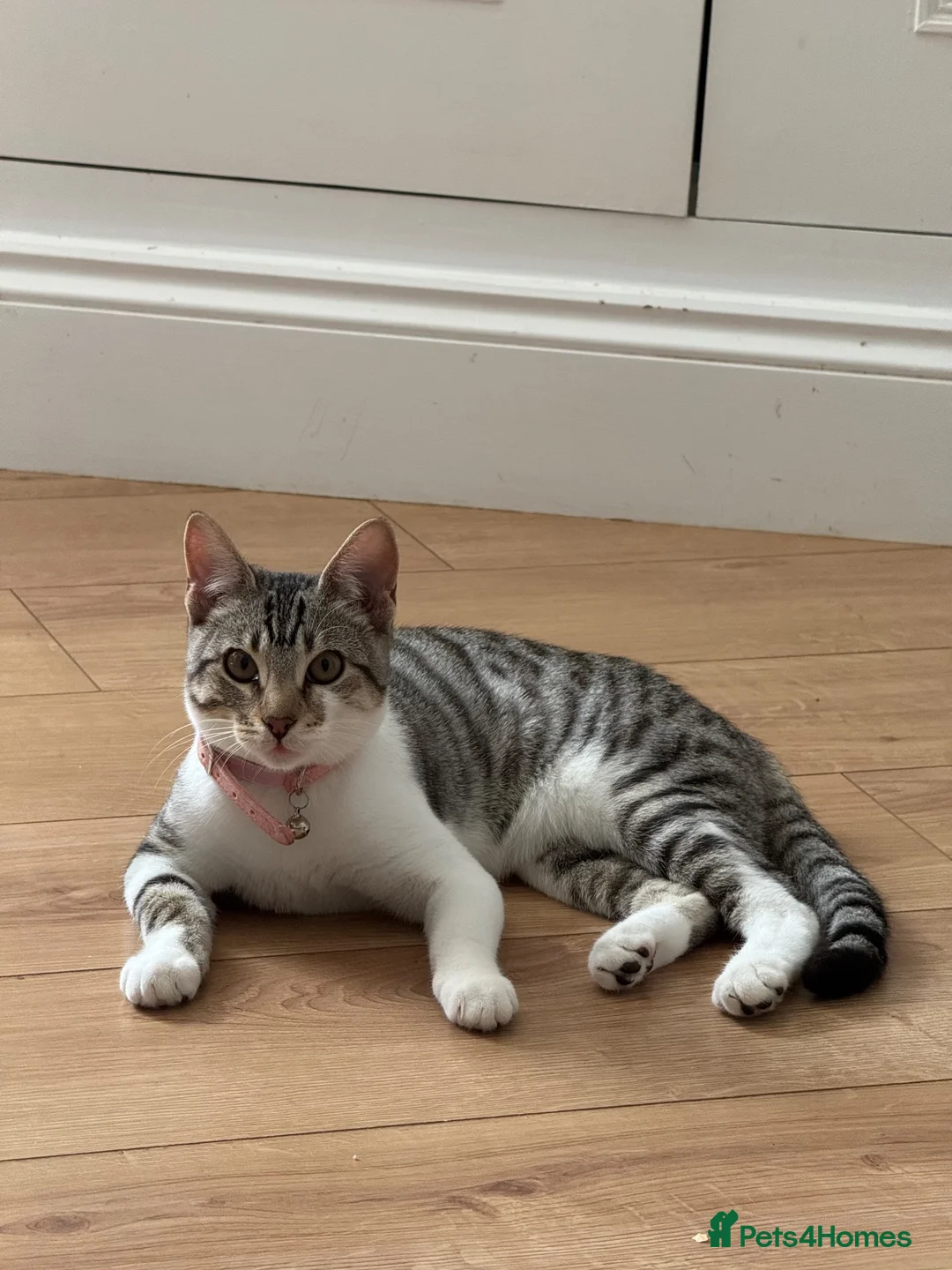 Mixed Breed cats for sale: Sweet girl looking for a new home  - Advert 5