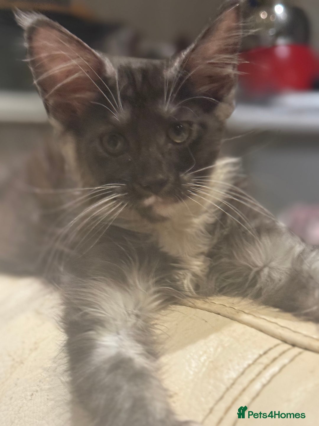 Maine Coon cats for sale: TICA registered kittens - Advert 16