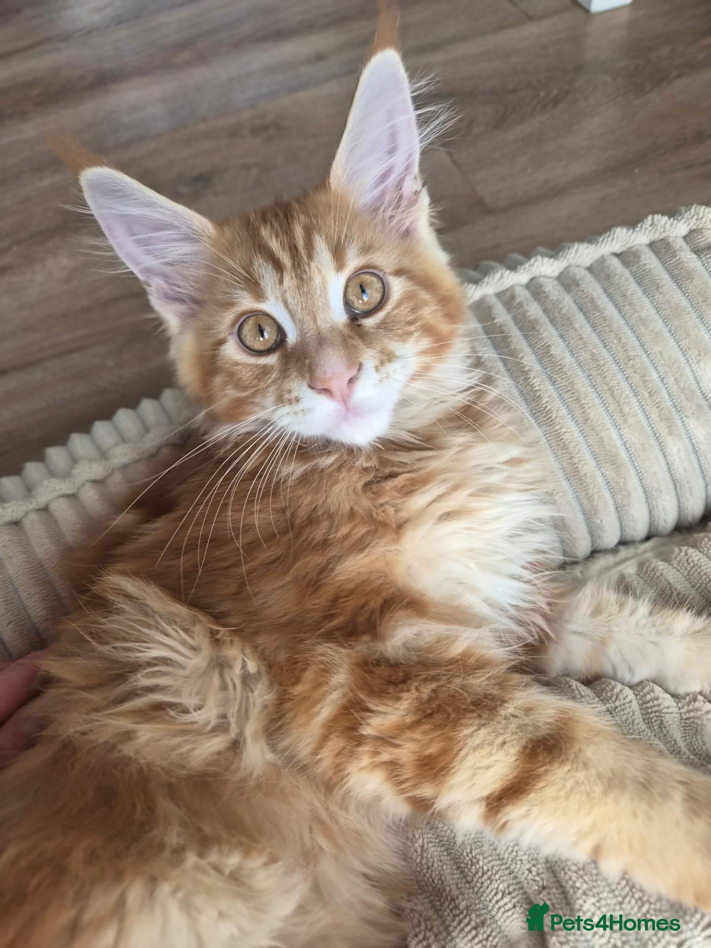 Maine Coon cats Maine coon kitten for sale - Advert 2