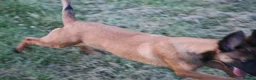 Belgian Shepherd Dog dogs for sale: Pups from world champion CHANCE - Advert 6