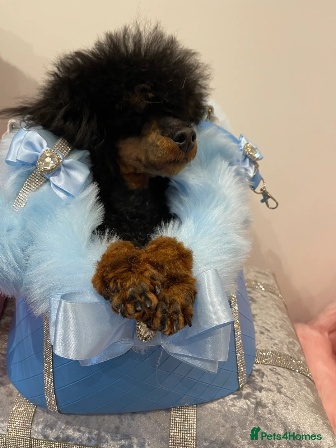 Toy Poodle dogs for stud: PHANTOM TOY POODLE AVAILABLE AT STUD in Grays - Advert 9